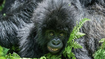 De plus, les interactions entre ces différentes familles de primates peuvent déclencher des combats, au cours desquels les bébés courent de grands risques.&nbsp; &nbsp; (SIMON MAINA / AFP)