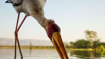 appartient à la variété des cigognes à bec jaune, appelé aussi tantale africain ou tantale ibis. Il «ignorait absolument que je planquais à côté de lui. Je me suis approché le plus près possible alors qu’il cherchait du poisson», a confié le photographe animalier Nicky Classen à l’agence AP. L’oiseau, dont le nom scientifique est mycteria ibis, vit essentiellement dans des milieux humides en Afrique (et un peu dans le sud de l’Europe). Il est réputé discret, peu actif et indolent. Il «passe le plus clair de son temps à se reposer et à chercher sa nourriture», nous apprend le site oiseaux.net. «En dehors de la période de nidification, il ne se regroupe pas en bandes, il ne fait pas preuve d’un grand comportement social et il ne supporte habituellement guère plus que la présence d’un seul compagnon», ajoute cette source. (Nicky Classen - Solent News - SIPA)