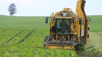 Récolte de betterave sucrière dans l'Alsace (photo d'illustration).&nbsp; (DENIS SOLLIER / MAXPPP)