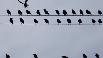 Environnement : la migration des oiseaux, casse-tête des agriculteurs