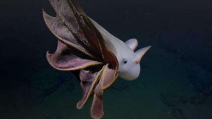 La pieuvre Dumbo semblait "poser" pour ses observateurs. (Nautilus Live Ocean Exploration Trust)