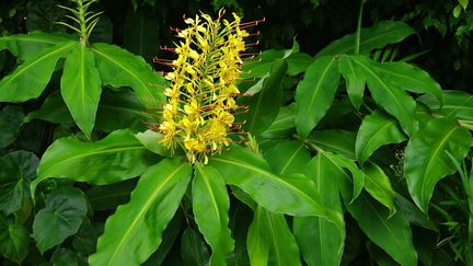 &nbsp; (La Réunion - Longose (Hedychium gardnerianum) © Fotolia)