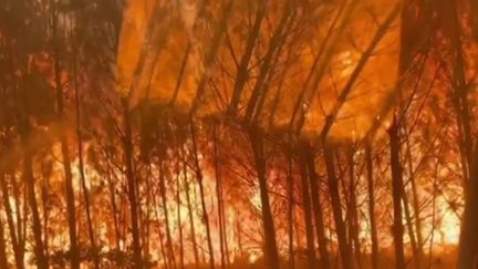 Le combat des pompiers est loin d’être terminé en Gironde et dans les Landes. Au total, 7 400 hectares ont été détruits depuis mardi 9 août. (FRANCEINFO)