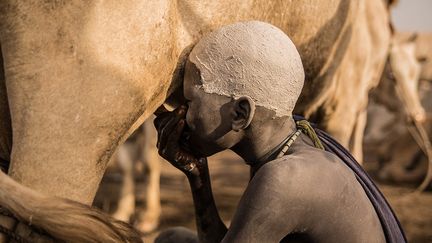 Les animaux font partie intégrante de la culture dinka. Ces derniers sont utilisés pour fournir la nourriture et le lait mais sont aussi offert comme cadeaux de mariage. (STEFANIE GLINSKI / AFP)