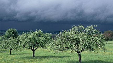 Météo France a placé cinq départements&nbsp;du nord-est de la France en vigilance orange aux vents violents, le 23 septembre 2018. (ERIC FERRY & BRUNO OERTEL / BIOSPHOTO / AFP)