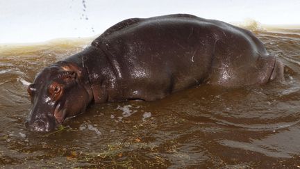 Le petit hippopotame est mort le 24 ao&ucirc;t 2012 apr&egrave;s &ecirc;tre rest&eacute; coinc&eacute; trois jours dans une piscine d'un h&ocirc;tel, en Afrique du Sud.&nbsp; (DENIS FARRELL / AP / SIPA)