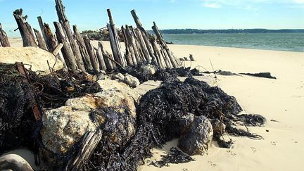 À l'île d'Oléron, des ânes pour nettoyer les déchets sur la plage