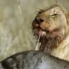 Une lionne mange un gnou dans la&nbsp;réserve nationale du Masai Mara (Kenya), en 2008. (FRANCK FOUQUET / BIOSPHOTO / AFP)