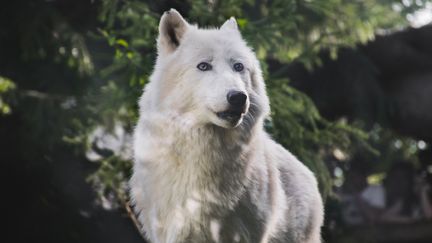 Le corps d'un loup blanc a été retrouvé après le passage de la tempête Alex à Saint-Martin-Vésubie dans les Alpes-Maritimes le 3 octobre 2020 (photo d'illustration). (MELVIN TURPIN / RADIO FRANCE)