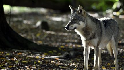 Un loup gris d'Europe. Photo d'illustration. (ALEXANDRE MARCHI / MAXPPP)