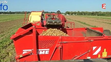 ile de Ré : la récolte des pommes de terre primeurs bat son plein