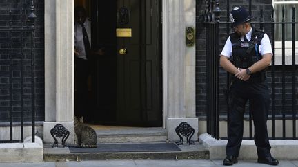 Larry, le chat du Premier ministre, devant le 10, Downing Street en 2013. (TOBY MELVILLE / REUTERS)