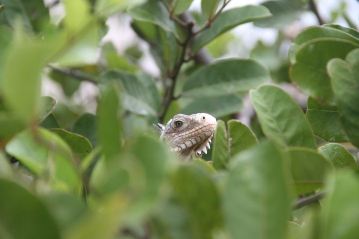 &nbsp; (Plusieurs milliers d'iguanes, dont certains endémiques, vivent sur Petite Terre. Leur protection est une des raisons d'être de la réserve. © GL/RF)