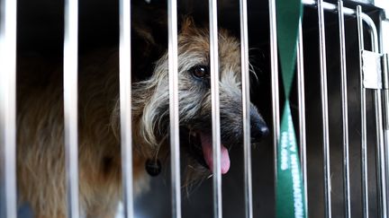 Un chien promis à l'abattage à Sotchi (Russie), secouru par une association de défense des animaux américaine, à Washington, le 27 mars 2017.&nbsp; (JEWEL SAMAD / AFP)