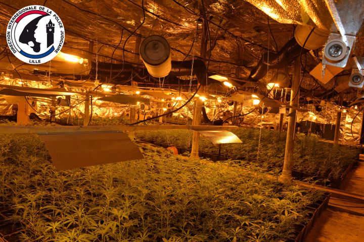 Image communiquée par la Direction interrégionale de la police judiciaire de Lille montrant une plantation de cannabis. (POLICE NATIONALE)