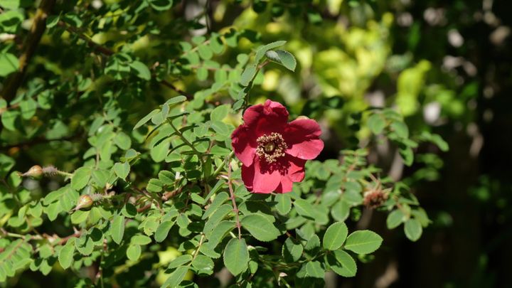 Fleurs simple et écartale de Rosa moyesii 'Geranium'. (ISABELLE MORAND / RADIO FRANCE / FRANCE INFO)