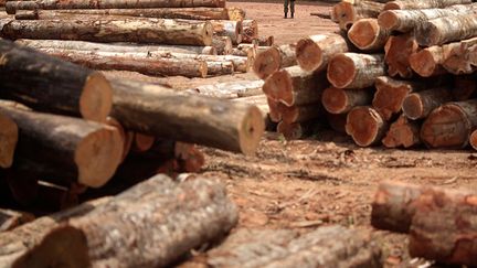 s’applique lorsqu’il s’agit d’abattre des pans entiers de forêt pour faire place au bétail. Les «autorisations de défrichage» proviennent de ce trafic de faux certificats. (Reuters/Nacho Doce)