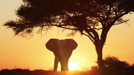 Les éléphants sont trop neubreux dans les réserves d'Afrique du Sud... (Lost Horizon Images / Cultura Creative)