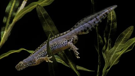 Triton alpestre (Ichthyosaura alpestris). Taille moyenne 10 cm.&nbsp; (GETTY IMAGES)