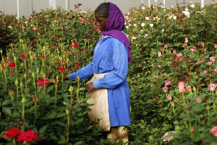 Récolte de roses dans une plantation près d'Addis Abeba, capitale de l'Ethiopie, le 12 février 2018 (STRINGER . / X80002)