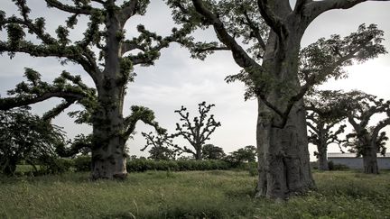 Baobabs dans la forêt de Bandia, au sud de Dakar au Sénégal, le 25 septembre 2019. (JOHN WESSELS / AFP)