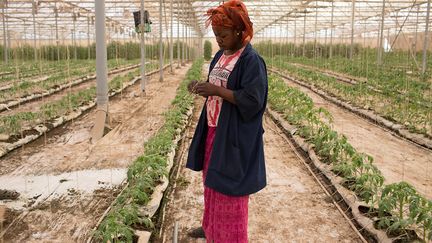 Haby Thera, qui travaille dans la serre, déclare : "Oui, bien sûr, je veux faire la même chose pour moi. Si j'avais les moyens, je n'hésiterais pas à m'engager dans l'agriculture en serre. C'est fantastique et vous ne perdez jamais rien."&nbsp; &nbsp; (ANNIE RISEMBERG / REUTERS)