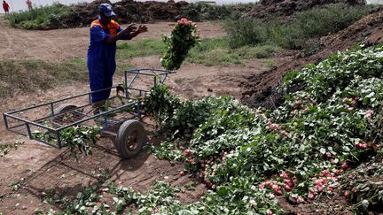 Dans la ferme horticole de Maridadi à Naivasha, au Kenya, des employés jettent des tonnes de roses qui ne peuvent plus être exportées vers l'Europe en raison de la pandémie de coronavirus. (BAZ RATNER / REUTERS)