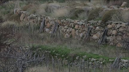 Grèce : le savoir-faire du vin français