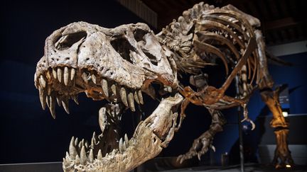 Squelette d'un T. Rex au musée d'Histoire naturelle de Leiden (Pays-Bas). (MARTEN VAN DIJL / ANP)