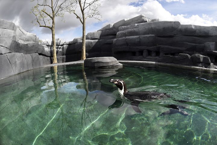 Un pingouin au Parc Zoologique de Paris.
 (Martin Bureau / AFP)