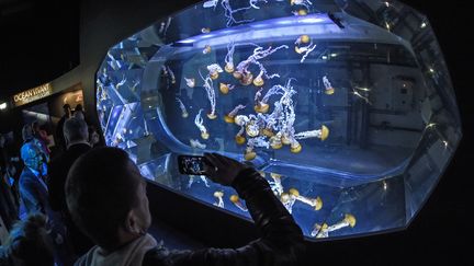 Des visiteurs de l'aquarium Nausicaá, à Boulogne-sur-Mer (Pas-de-Calais), le 17 avril 2018. (FRANCOIS LO PRESTI / AFP)