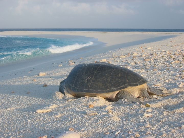 Tortue sur une plage de Tromelin, comme celles dont se nourrissaient les esclaves abandonnés sur l'île. (Groupe de recherche en archéologie navale, GRAN)