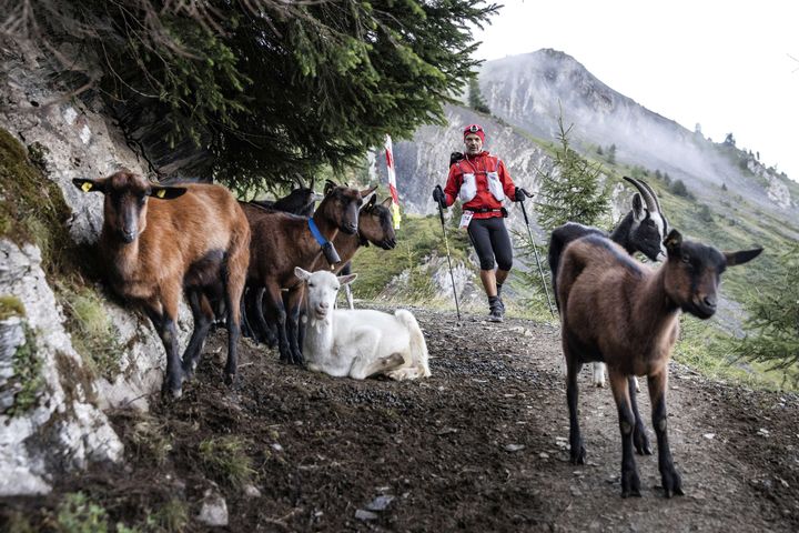 Un concurrent se fraye un chemin au milieu d'un troupeau de chèvres, sur l'Ultra Trail du Mont-Blanc, le 2 septembre 2018. (LAURENT CIPRIANI/AP/SIPA / SIPA)