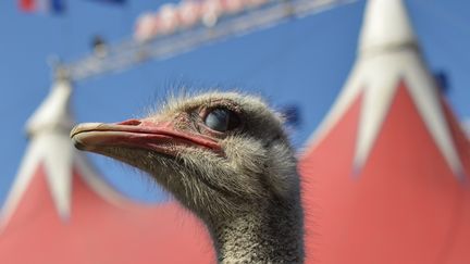 Une autruche au cirque Zavatta. L'Assemblée Nationale se penche ce mardi 26 janvier sur la proposition de loi contre la maltraitance animale. (VICTOR VASSEUR / RADIOFRANCE)