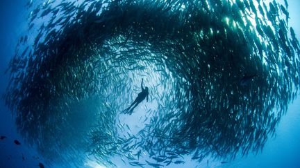 Un plongeur se retrouve pi&eacute;g&eacute; dans un banc de poisson au large de Cabo Pulmo (Mexique), le 16 octobre 2014. (CATERS NEWS AGENCY / SIPA)