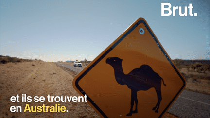 Disparu d'Afrique et du Moyen-Orient, le dromadaire sauvage est en train d'envahir le bush australien.