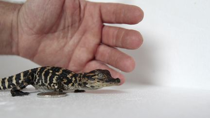 Ce petit alligator, pris en photo le 22 ao&ucirc;t 2014, est n&eacute; au zoo Biotropica de Val-de-Reuil (Eure). Une fois adulte, il pourra peser entre 100 et 200 kilos. (CHARLY TRIBALLEAU / AFP)