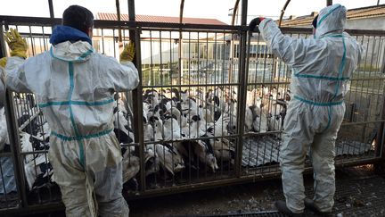 Des canards enfermés dans une cage en vue d'être abattus, à Belloc-Saint-Clamens&nbsp;(Gers), le 6 janvier 2017. (Photo d'illustration) (REMY GABALDA / AFP)