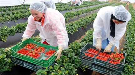 Travailleurs saisonniers en train de récolter des fraises à Lepe (sud de l'Espagne) le 7 mars 2009 (AFP PHOTO ABDELHAK SENNA)