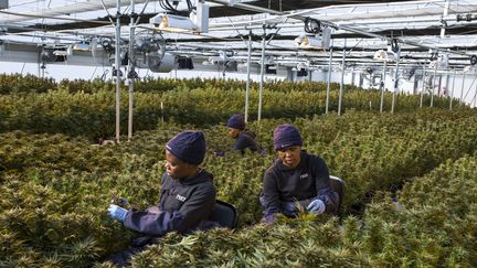 Cueillette de cannabis près de Marakabei, au centre du Lesotho, le 6 août 2019. (GUILLEM SARTORIO / AFP)