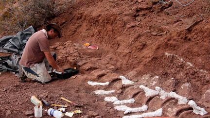 Un paléontologue met à jour le fossile d'un dinosaure à&nbsp;Neuquen (Argentine), en avril 2015. (JOSE LUIS CARBALLIDO / CTYS-UNLAM / AFP)