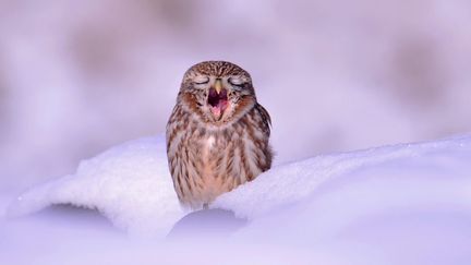 Une petite chouette baille au milieu d'un paysage enneig&eacute; &agrave; Ansung (Cor&eacute;e du Sud), le 4 d&eacute;cembre 2014. (MAXPPP)