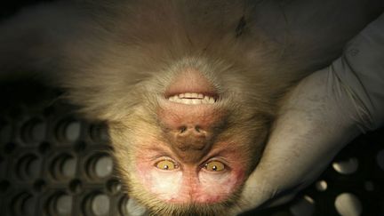 Un v&eacute;t&eacute;rinaire place un singe sur une table afin de le st&eacute;riliser &agrave; Shimla (Inde), le 14 novembre 2011. La r&eacute;gion de l'Himachal Pradesh, dans le nord-ouest du pays, fait face &agrave; une prolif&eacute;ration anormale de ces animaux. (MUKESK GUPTA / REUTERS)