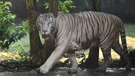 Un tigre dans un zoo à Kolkata (Inde), le 29 juin 2022.&nbsp; (DIBYANGSHU SARKAR / AFP)