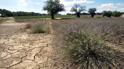 Des champs de lavande brûlés par la sécheresse en Provence, pendant l'été 2006. (MAXPPP)