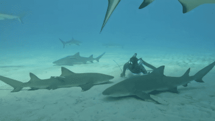 Polynésie : rencontre avec Pierrick Seybald, l’homme qui murmure à l’oreille des requins (France 2)