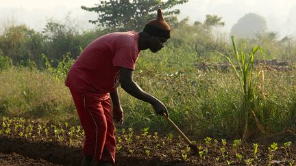 Actuellement, le centre agropastoral installé au bord de la rivière Ouakka par l'Organisation internationale des migrations (OIM), est l’une des rares opportunités pour les jeunes d'apprendre à cultiver la terre et d'échapper au désœuvrement. Mais sur les 165 bénéficiaires, beaucoup ont renoncé, découragés par la dureté du travail aux champs, selon le président du centre. De plus, dans son rapport de novembre, la Banque mondiale exhorte le futur pouvoir à "diversifier" une économie "fortement dépendante de l'agriculture de subsistance".&nbsp; &nbsp; (CAMILLE LAFFONT / AFP)