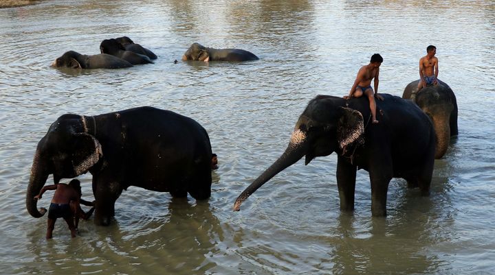 Des éléphants à Jaipur, en Inde, le 7 mai 2017. (VISHAL BHATNAGAR / NURPHOTO / AFP)