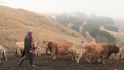 Agriculture : sur le plateau du Mézenc, auprès d'un éleveur de bœuf Fin Gras