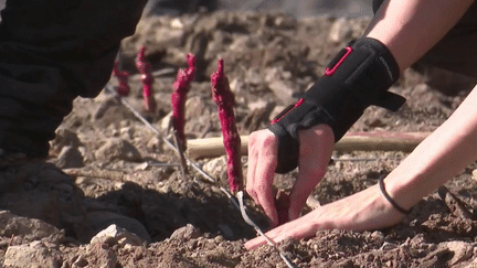 Corse : le dérèglement climatique pousse les vignerons à évoluer (France 3)